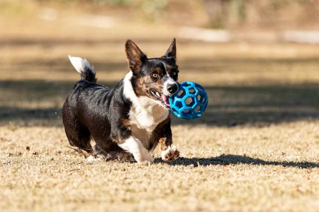 Cardigan Welsh Corgi Puppies media 2