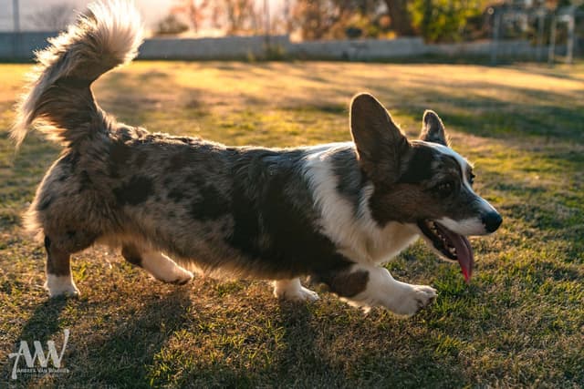 Cardigan Welsh Corgi Puppies media 4