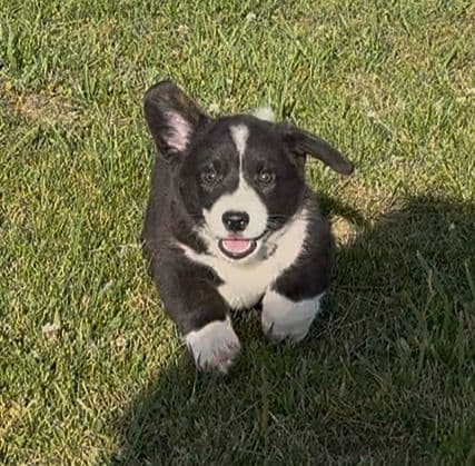 Cardigan Welsh Corgi Puppies media 5