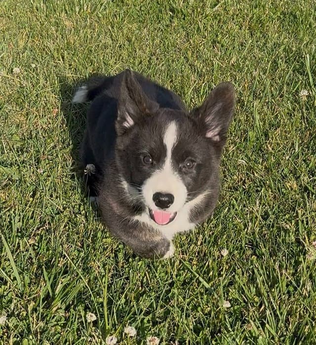 Cardigan Welsh Corgi Puppies media 6