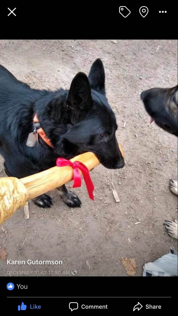 German Shepherd Dog Puppies breeder image 4