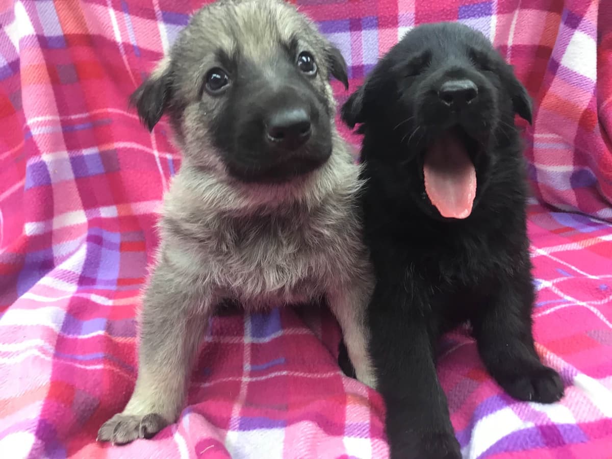 German Shepherd Dog Puppies breeder image 5