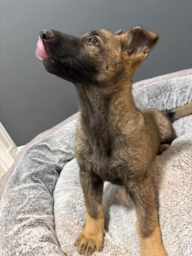 German Shepherd Dog Puppies media 2