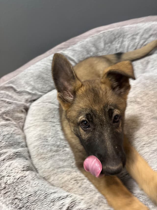 German Shepherd Dog Puppies media 3