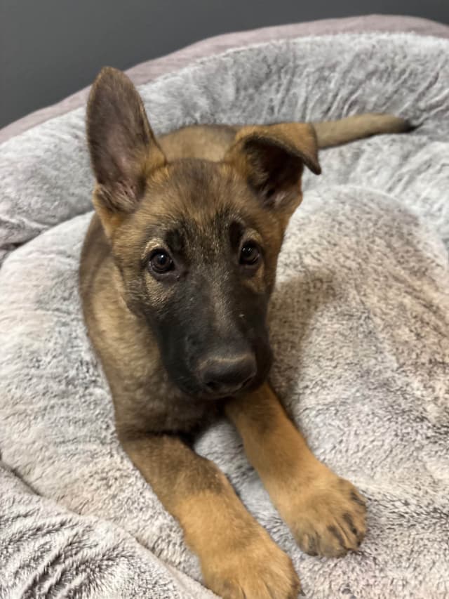German Shepherd Dog Puppies media 4