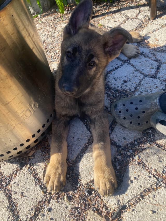 German Shepherd Dog Puppies media 5