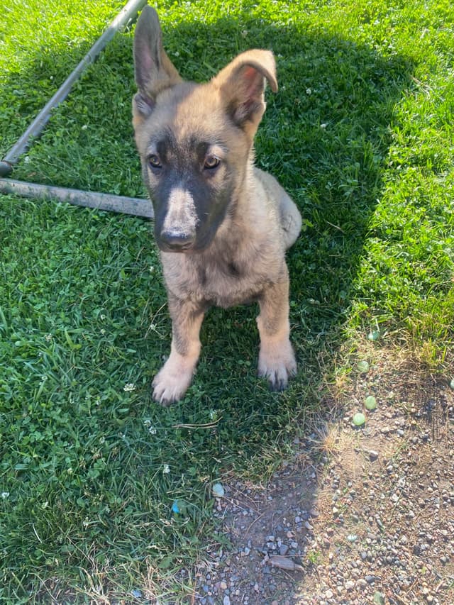 German Shepherd Dog Puppies media 6