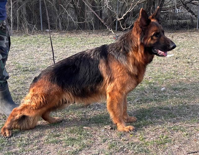 German Shepherd Puppies media 2