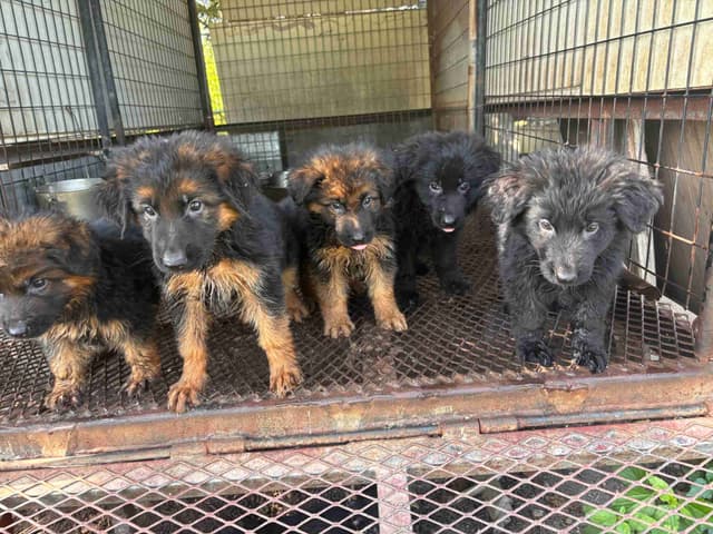 German Shepherd Puppies media 3