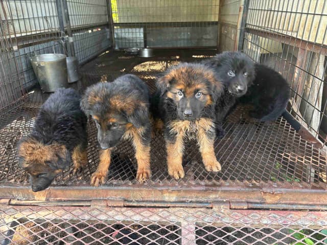 German Shepherd Puppies media 4
