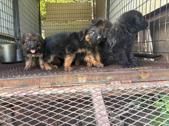 German Shepherd Puppies media 5