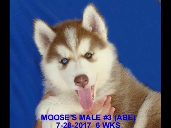 Siberian Husky Puppies breeder image 2