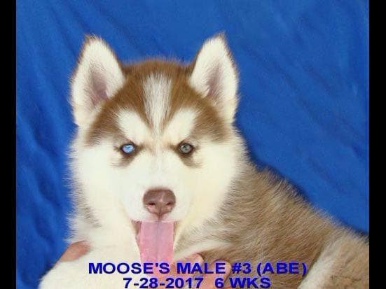 Siberian Husky Puppies breeder image 21