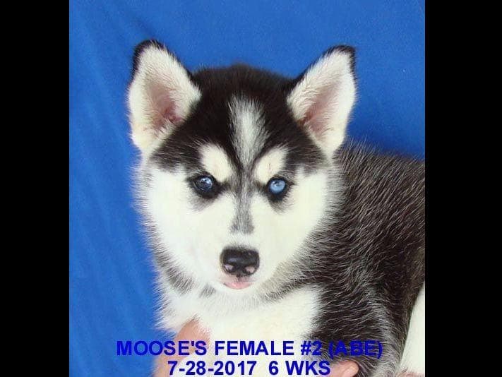 Siberian Husky Puppies breeder image 20
