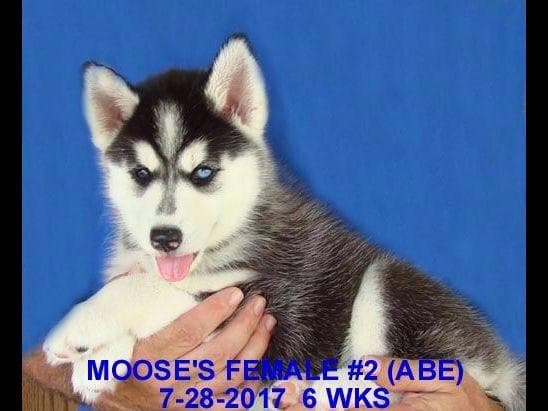 Siberian Husky Puppies breeder image 13