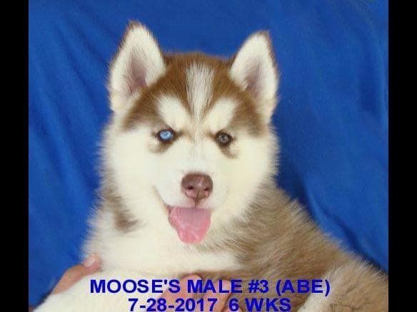 Siberian Husky Puppies breeder image 19