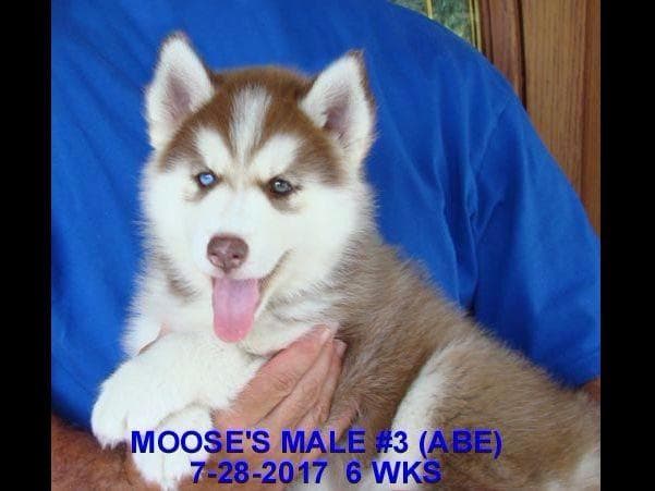 Siberian Husky Puppies breeder image 14
