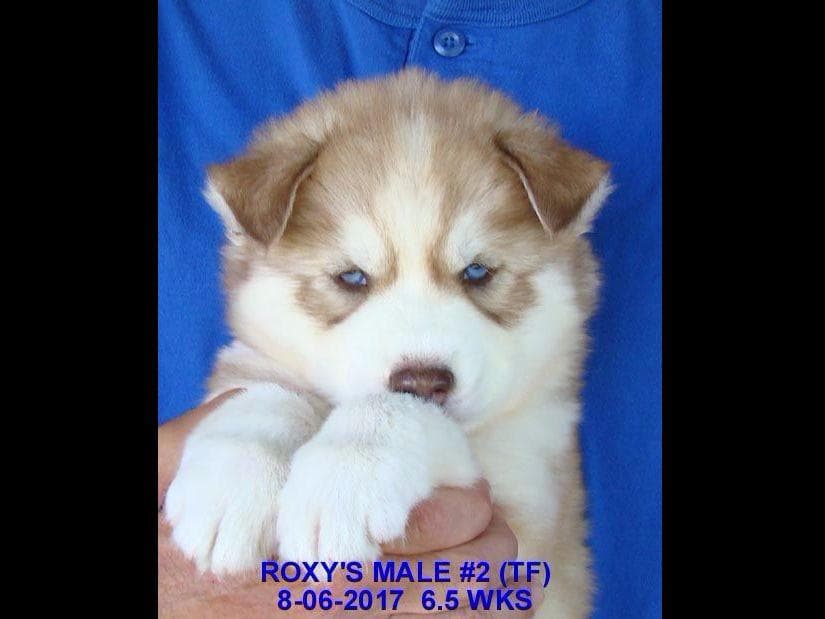 Siberian Husky Puppies breeder image 10