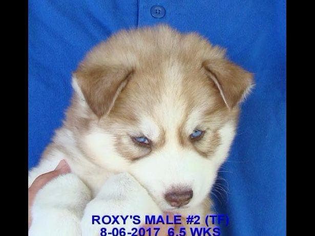 Siberian Husky Puppies breeder image 18