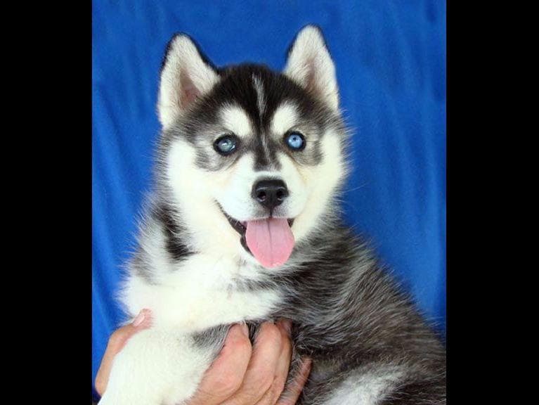 Siberian Husky Puppies breeder image 16