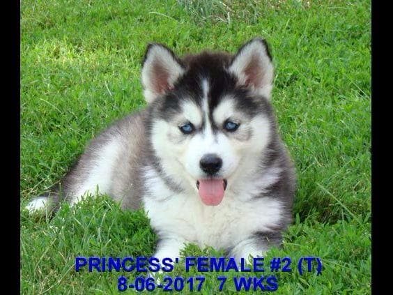 Siberian Husky Puppies breeder image 3