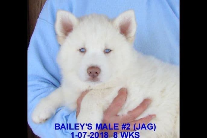 Siberian Husky Puppies breeder image 17