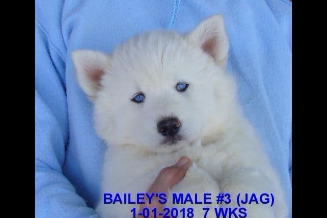 Siberian Husky Puppies breeder image 15