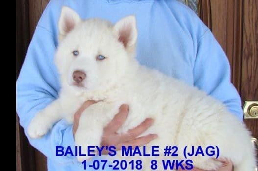 Siberian Husky Puppies breeder image 11