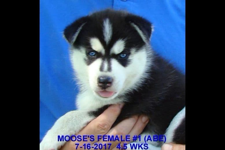 Siberian Husky Puppies breeder image 8
