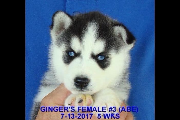 Siberian Husky Puppies breeder image 5