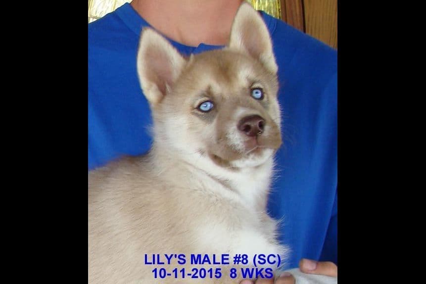 Siberian Husky Puppies breeder image 7