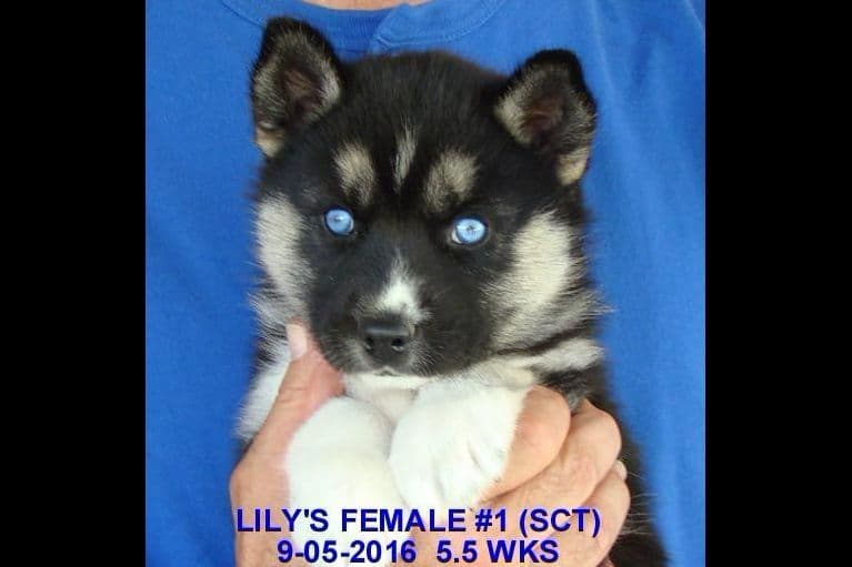 Siberian Husky Puppies breeder image 6