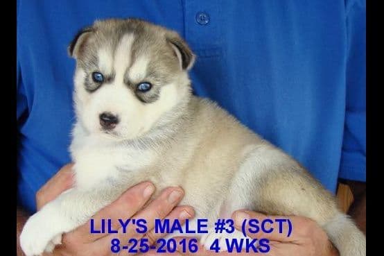Siberian Husky Puppies breeder image 4