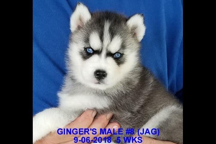 Siberian Husky Puppies breeder image 1