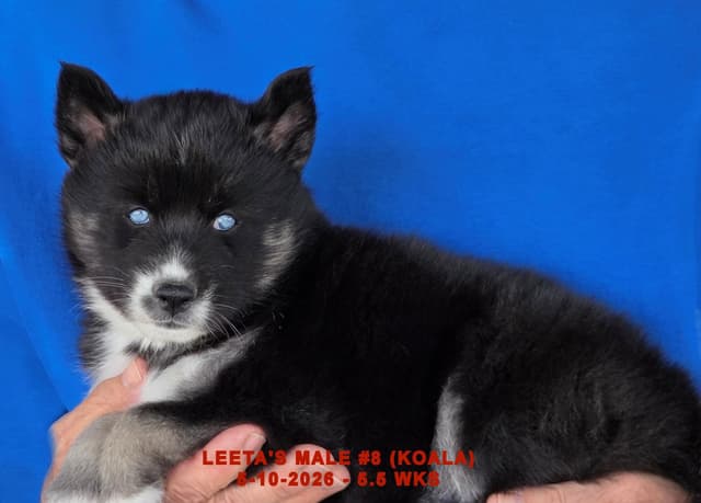 BRUCK'S SIBERIAN HUSKIES media 20