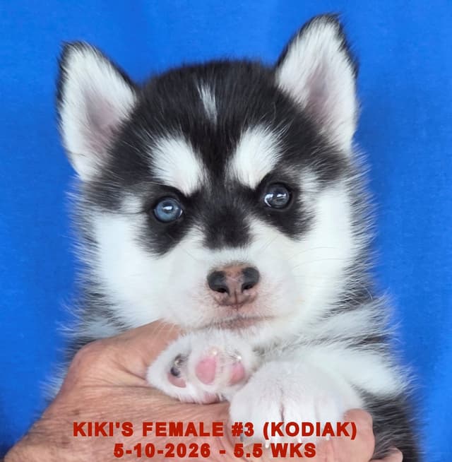 BRUCK'S SIBERIAN HUSKIES media 6