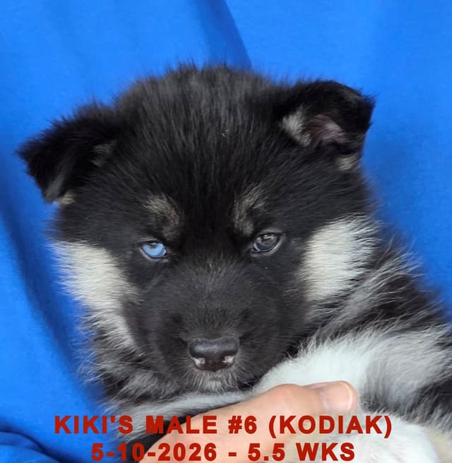 BRUCK'S SIBERIAN HUSKIES media 8