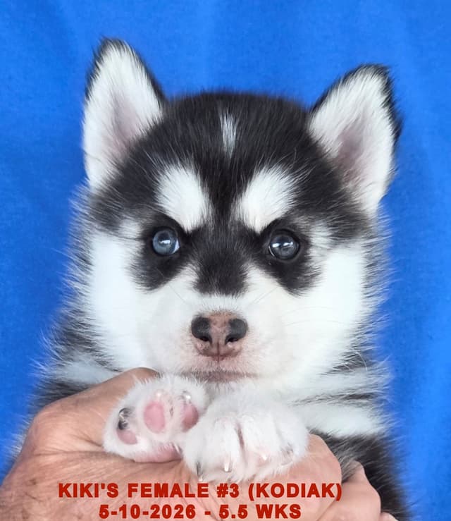 BRUCK'S SIBERIAN HUSKIES media 7