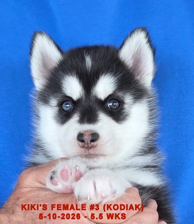 BRUCK'S SIBERIAN HUSKIES media 9