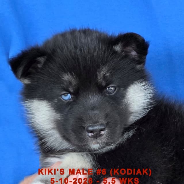 BRUCK'S SIBERIAN HUSKIES media 3