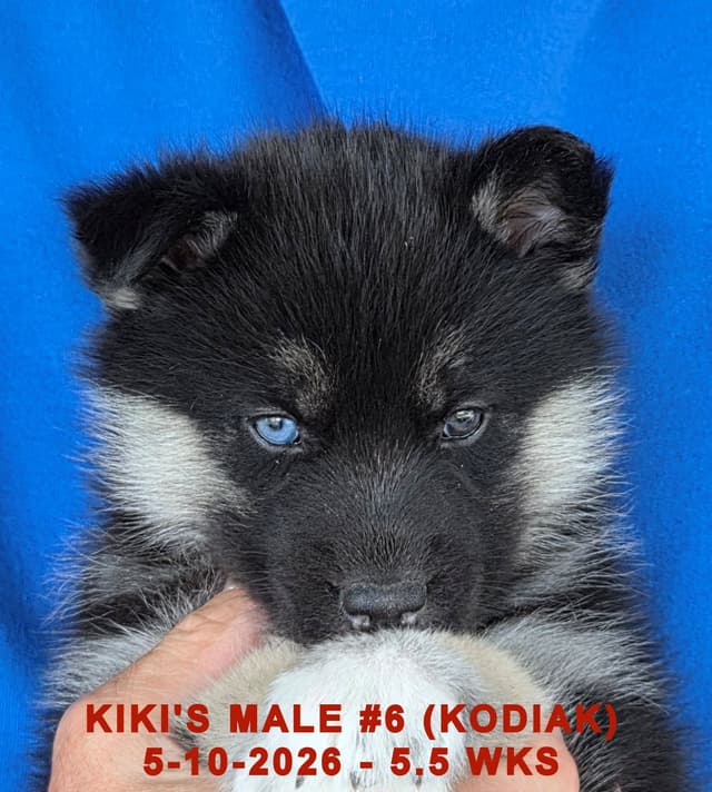 BRUCK'S SIBERIAN HUSKIES media 11