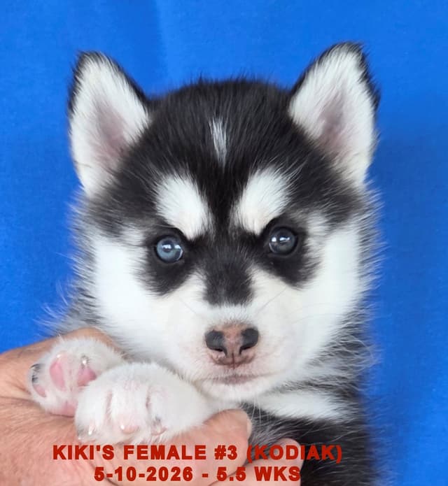BRUCK'S SIBERIAN HUSKIES media 5