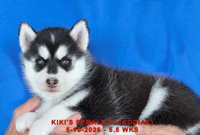 BRUCK'S SIBERIAN HUSKIES media 12