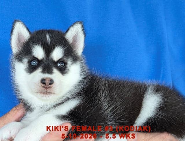 BRUCK'S SIBERIAN HUSKIES media 13