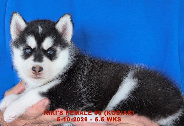 BRUCK'S SIBERIAN HUSKIES media 2