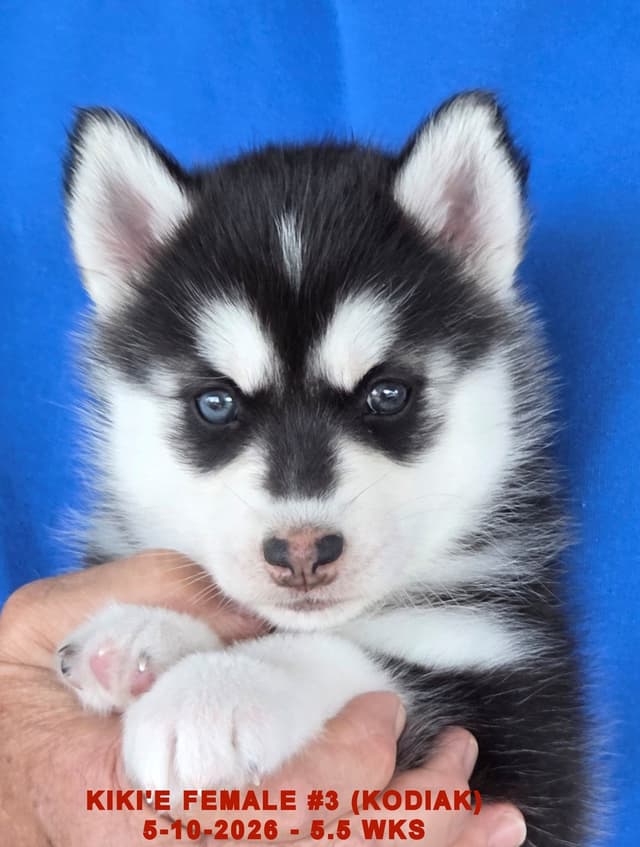 BRUCK'S SIBERIAN HUSKIES media 14