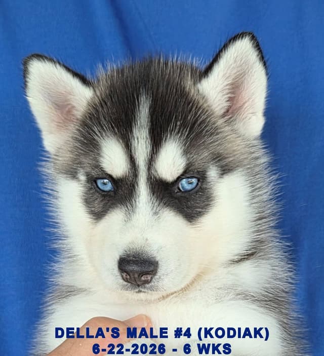 Siberian Husky Puppies media 3