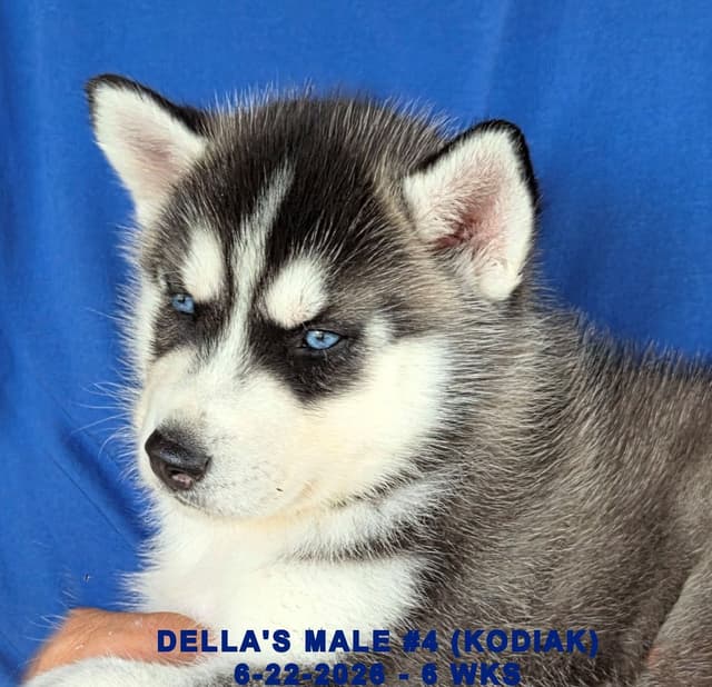 Siberian Husky Puppies media 6
