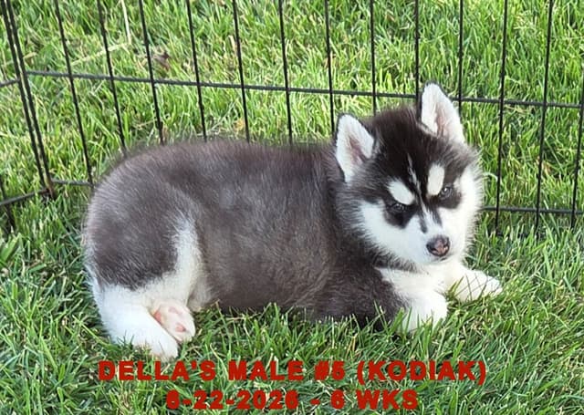 Siberian Husky Puppies media 4