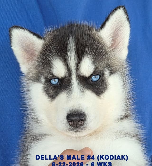 Siberian Husky Puppies media 7